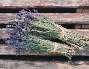 Sophrologie et plantes Plantes et sophrologie