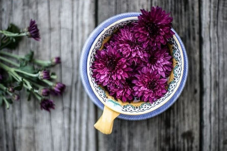 Plantes sechees Plantes